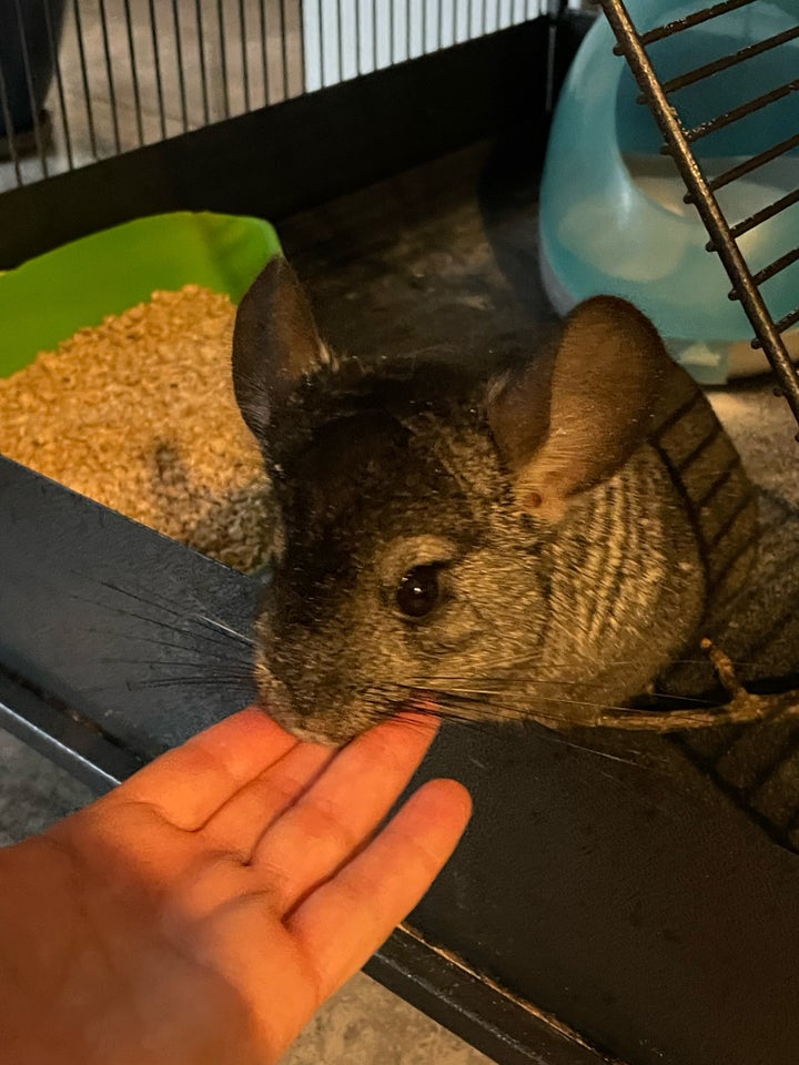 Chinchilla 4 år