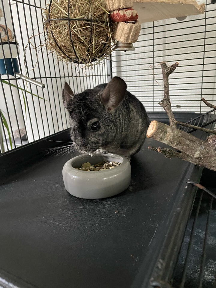 Chinchilla 4 år