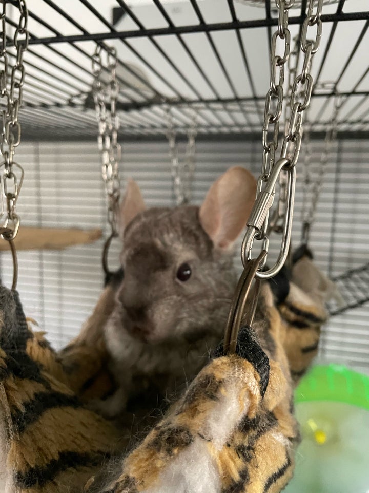 Chinchilla 4 år