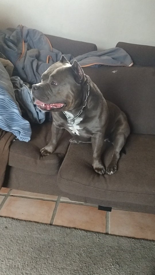 American Bully hund 4 år