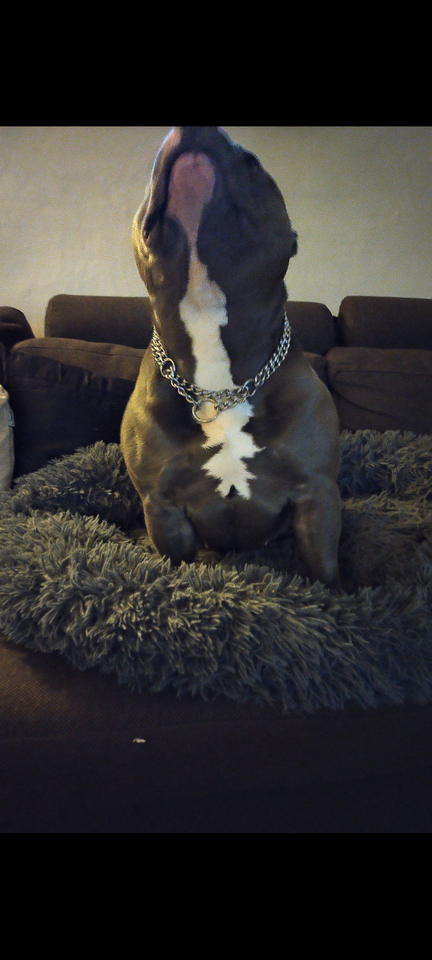 American Bully hund 4 år