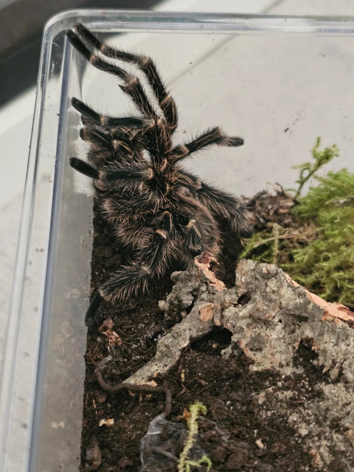 Edderkop Grammostola pulchripes