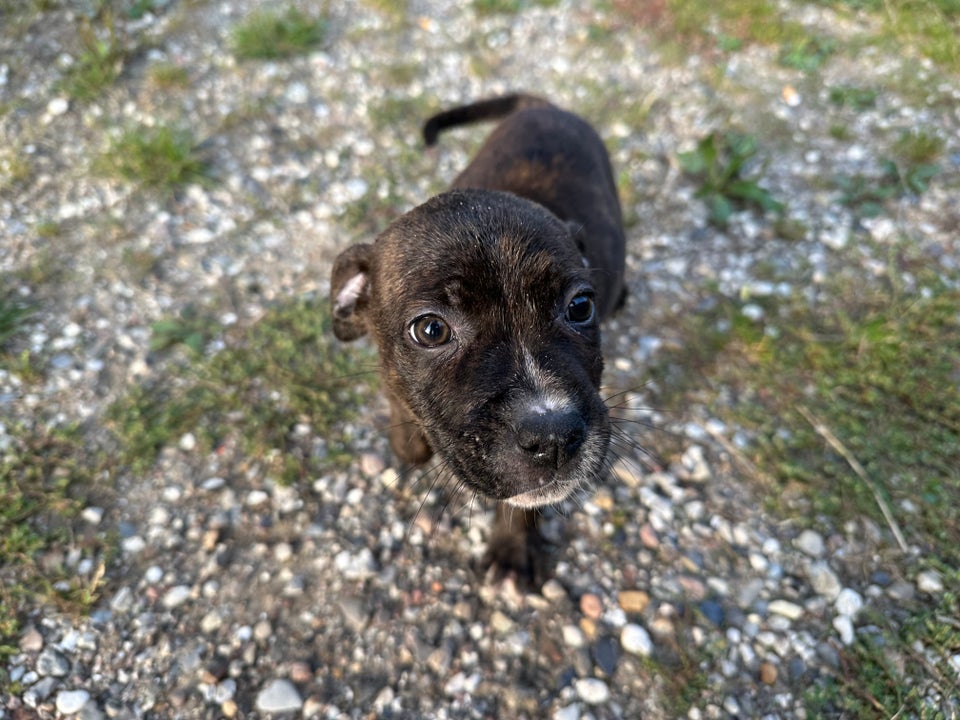 engelsk bullterrier