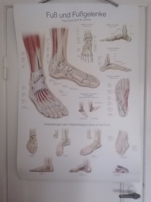 Anatomisk plakat Erler Zimmer