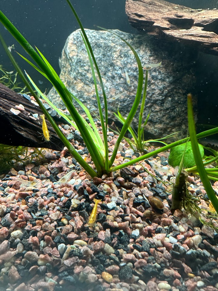 Neocaridina davidi 100 stk