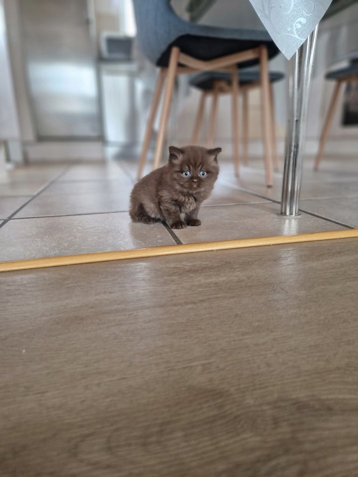 British Shorthair, flere