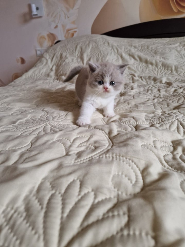 British Shorthair, flere