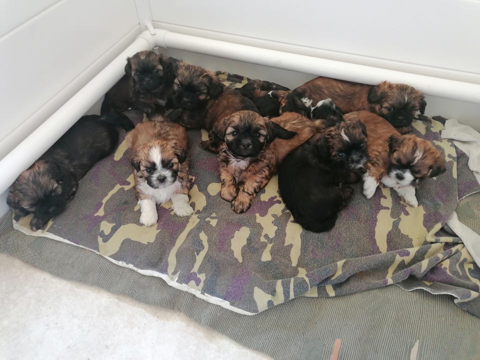 Malteser / Shih Tzu hvalpe 4 uger