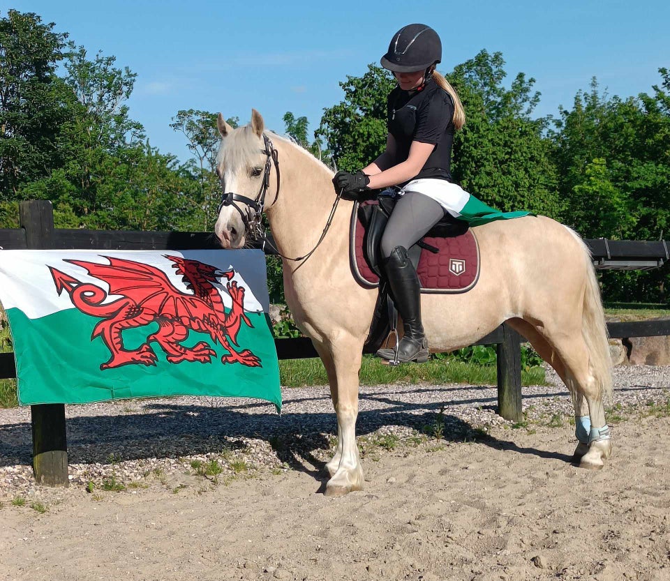 Welsh og Cob hoppe 5 år