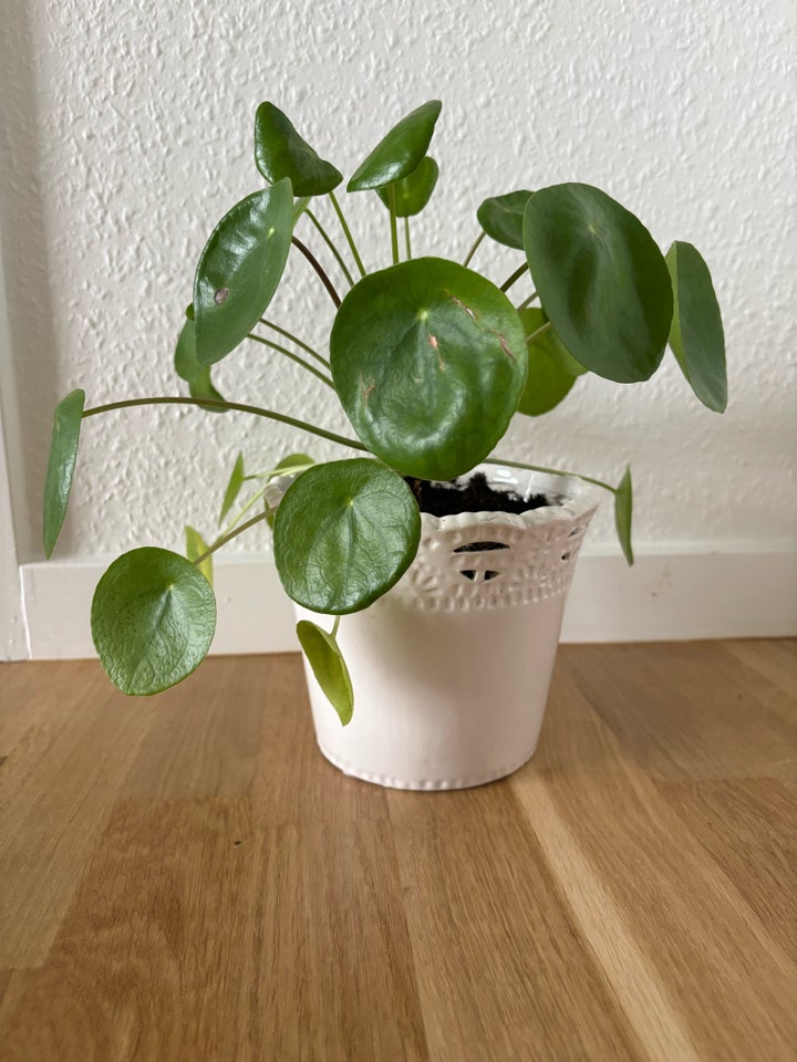 Pilea inkl potte