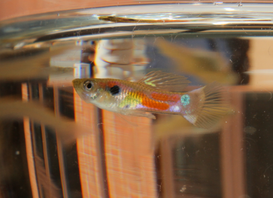 Vildtfarvet guppy (vildguppy