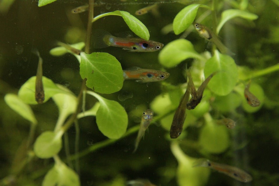 Vildtfarvet guppy (vildguppy