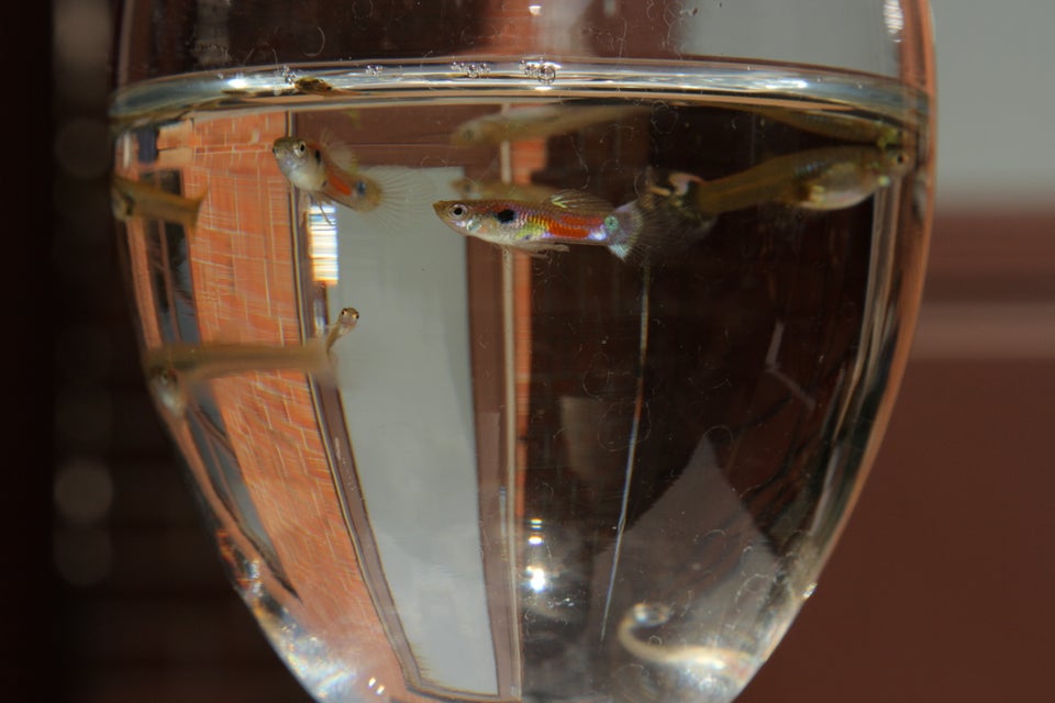 Vildtfarvet guppy (vildguppy