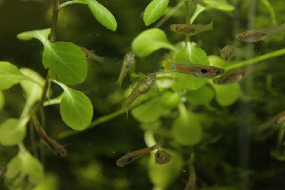 Vildtfarvet guppy (vildguppy