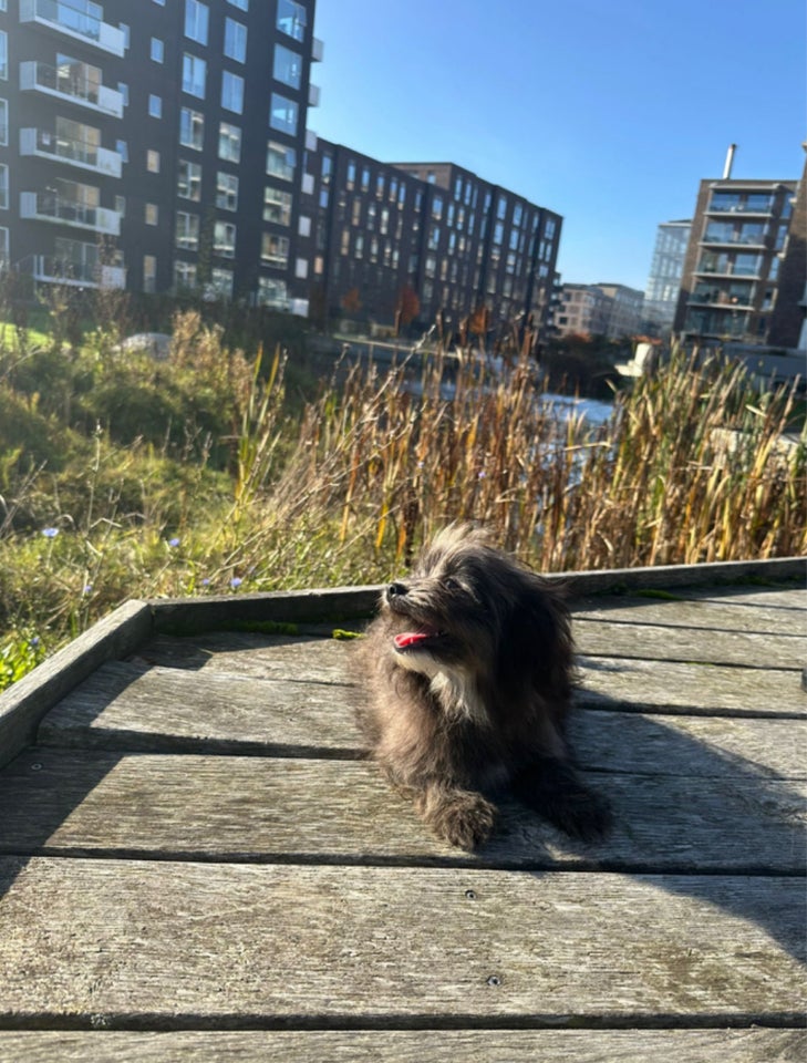 Malteser/ pomeranian, hund, 7 mdr.