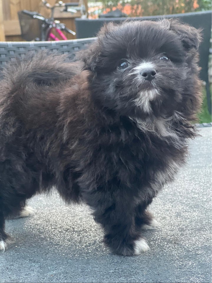 Malteser/ pomeranian, hund, 7 mdr.