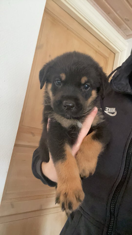 Rottweiler/schæfer  hvalpe 5