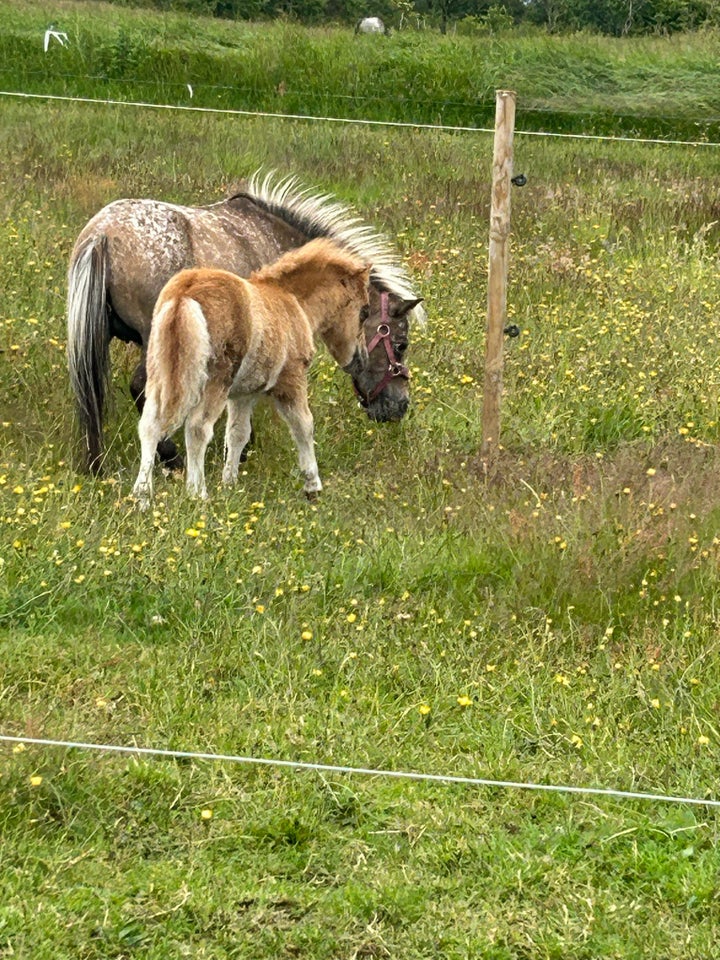 Blanding hoppe 6 år