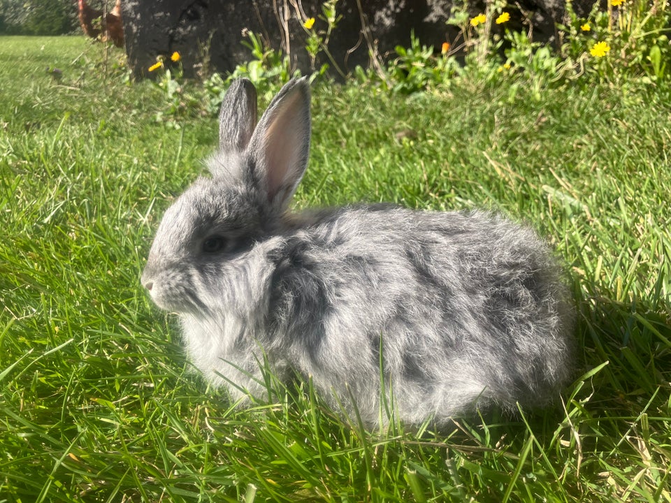 Kanin, Angora, 0 år