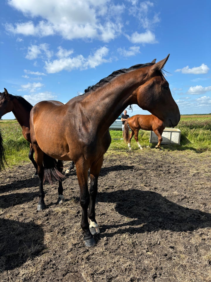 Zangersheide (Z), vallak, 2 år