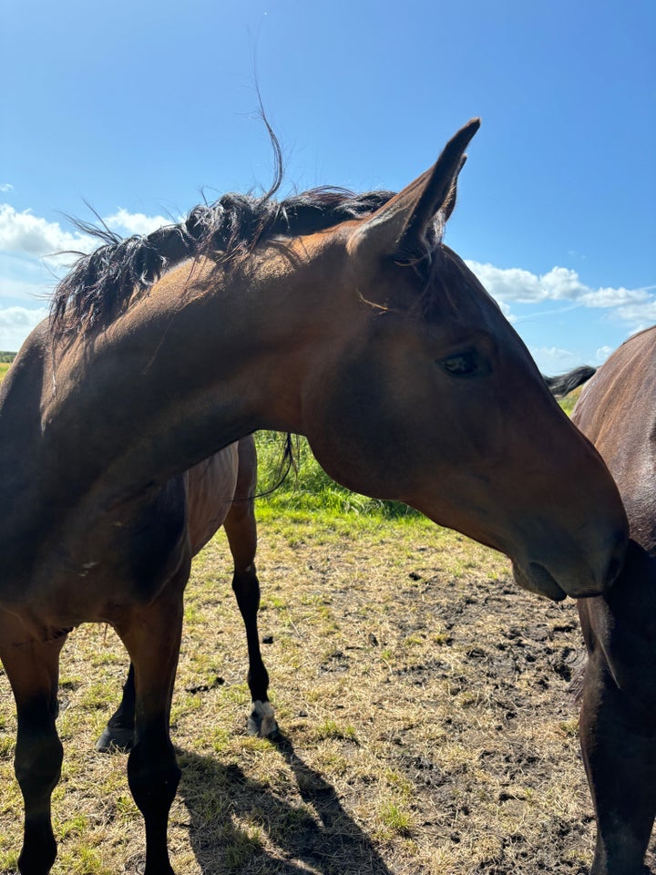 Zangersheide (Z), vallak, 2 år