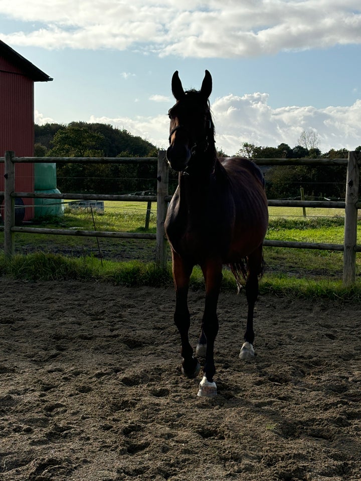 Zangersheide (Z), vallak, 2 år