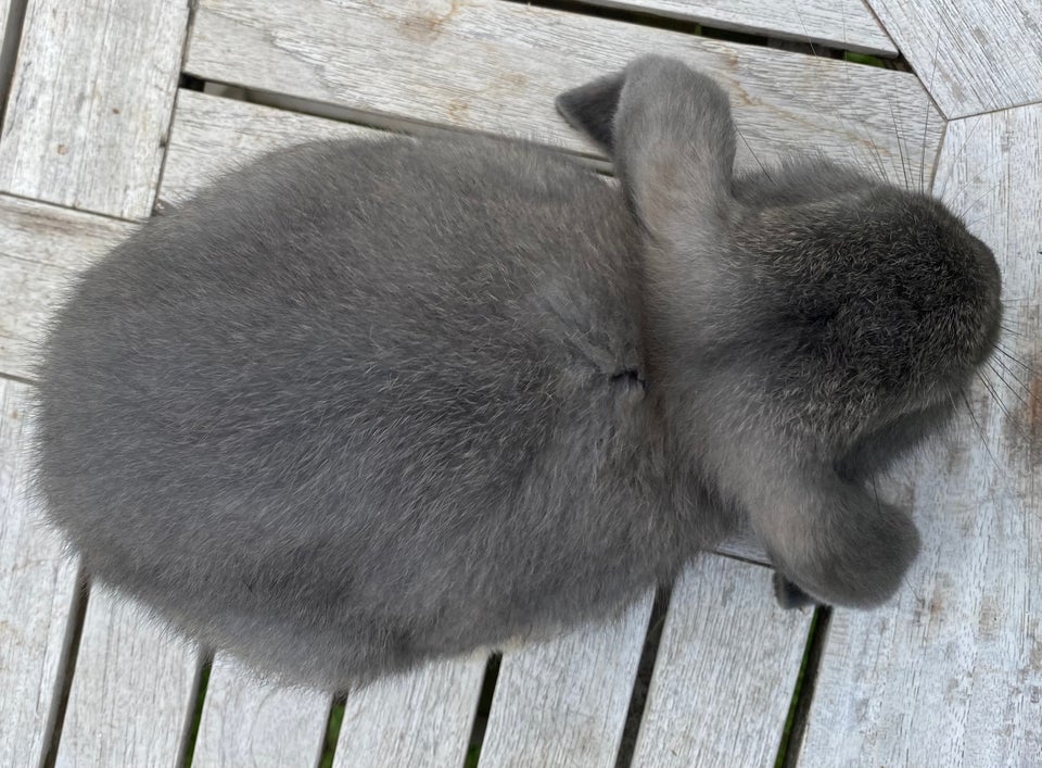 Kanin, FRANSK VÆDDER HUN VILDTBLÅ,