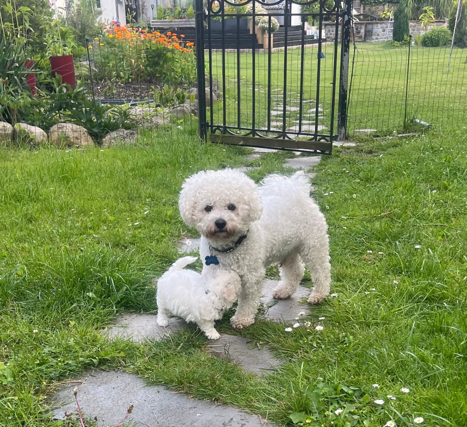 Bichon Frise hvalpe 7 uger