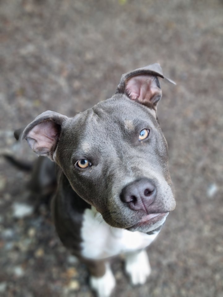 Amerikansk bully, hvalpe, 10 mdr.