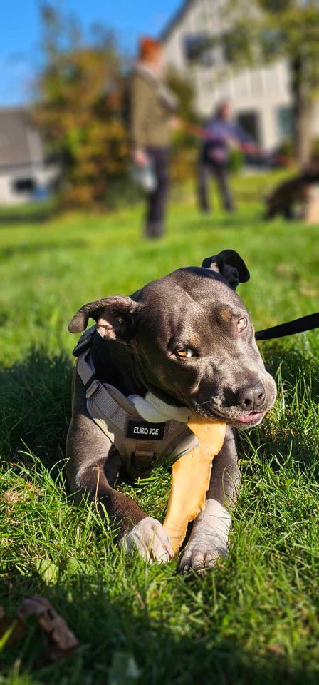 Amerikansk bully, hvalpe, 10 mdr.