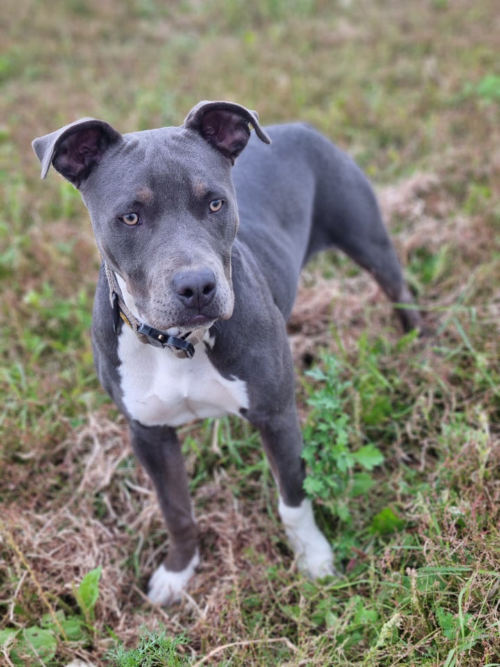 Amerikansk bully, hvalpe, 10 mdr.