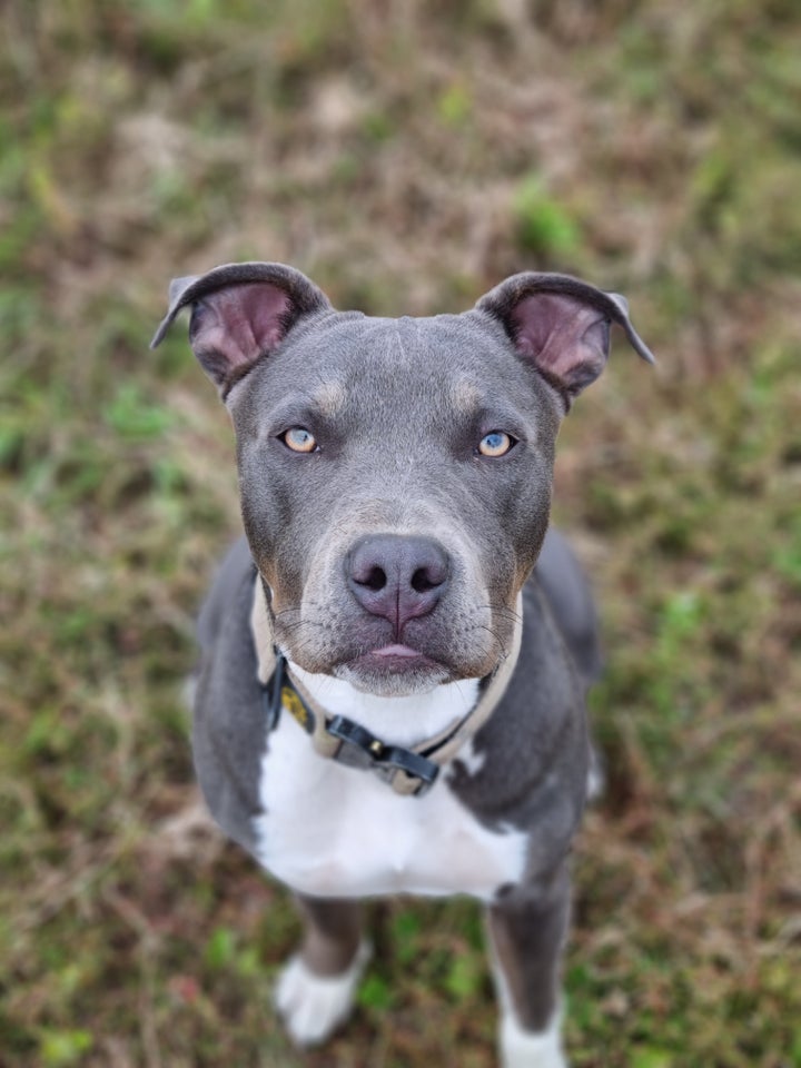 Amerikansk bully, hvalpe, 10 mdr.