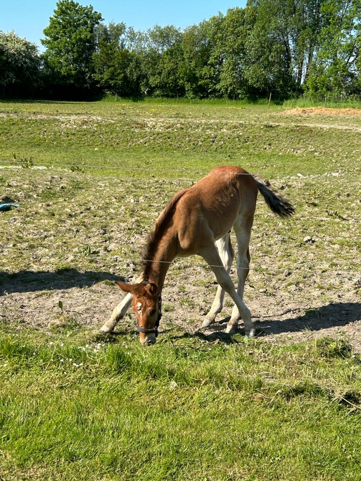 Form din egen pony