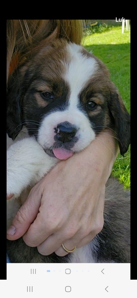 Berner senne  sankt bernard hund