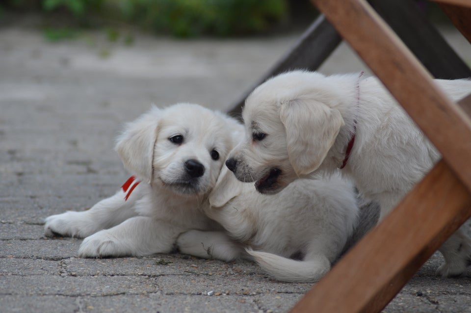 Golden retriever flere hvalpe 8