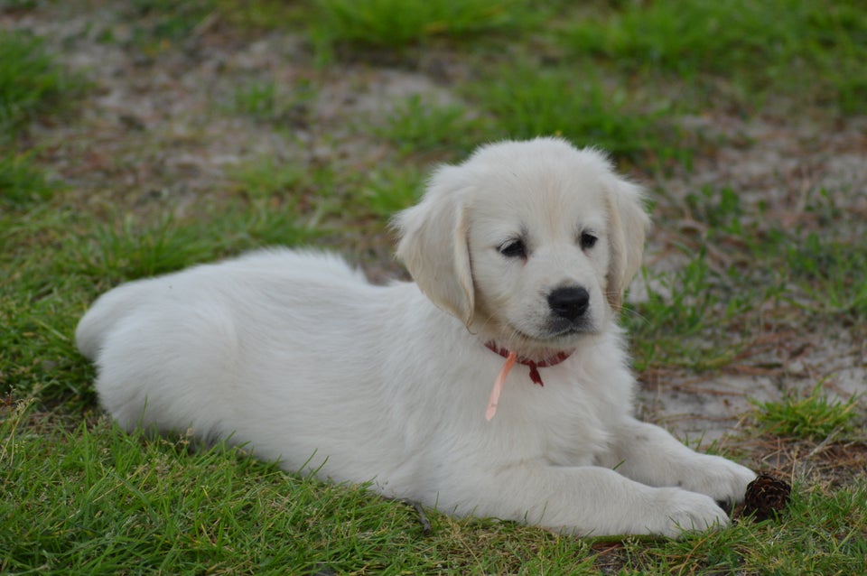 Golden retriever flere hvalpe 8