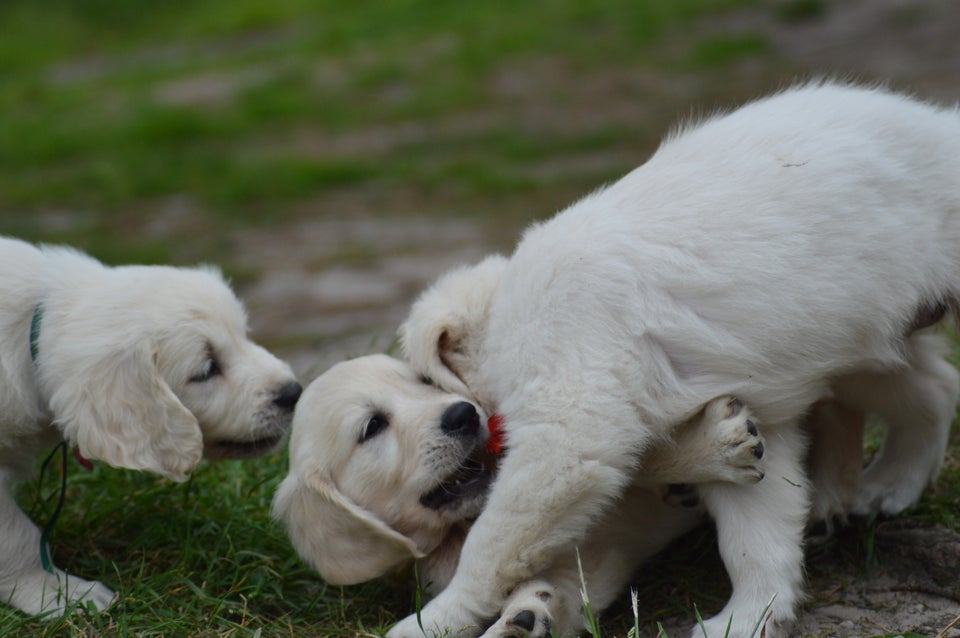 Golden retriever flere hvalpe 8