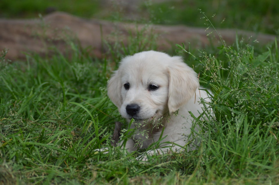 Golden retriever flere hvalpe 8