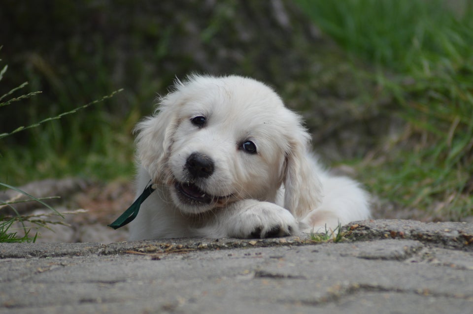 Golden retriever flere hvalpe 8