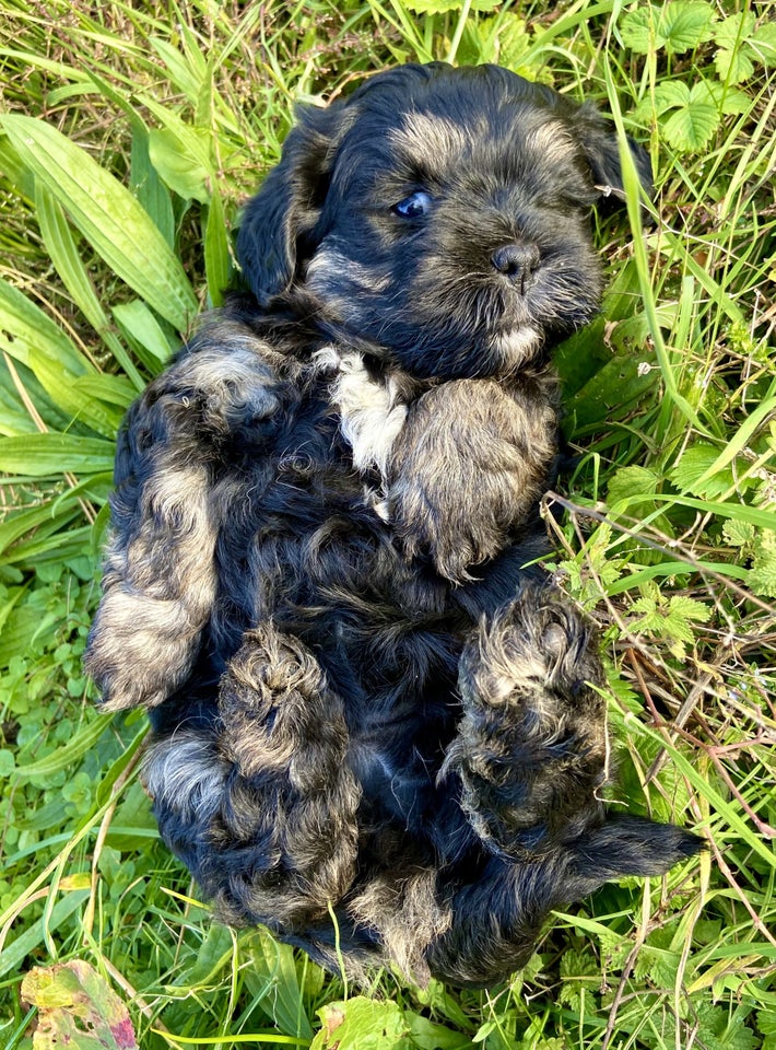 shih tzu / spansk vandhund, hvalpe,