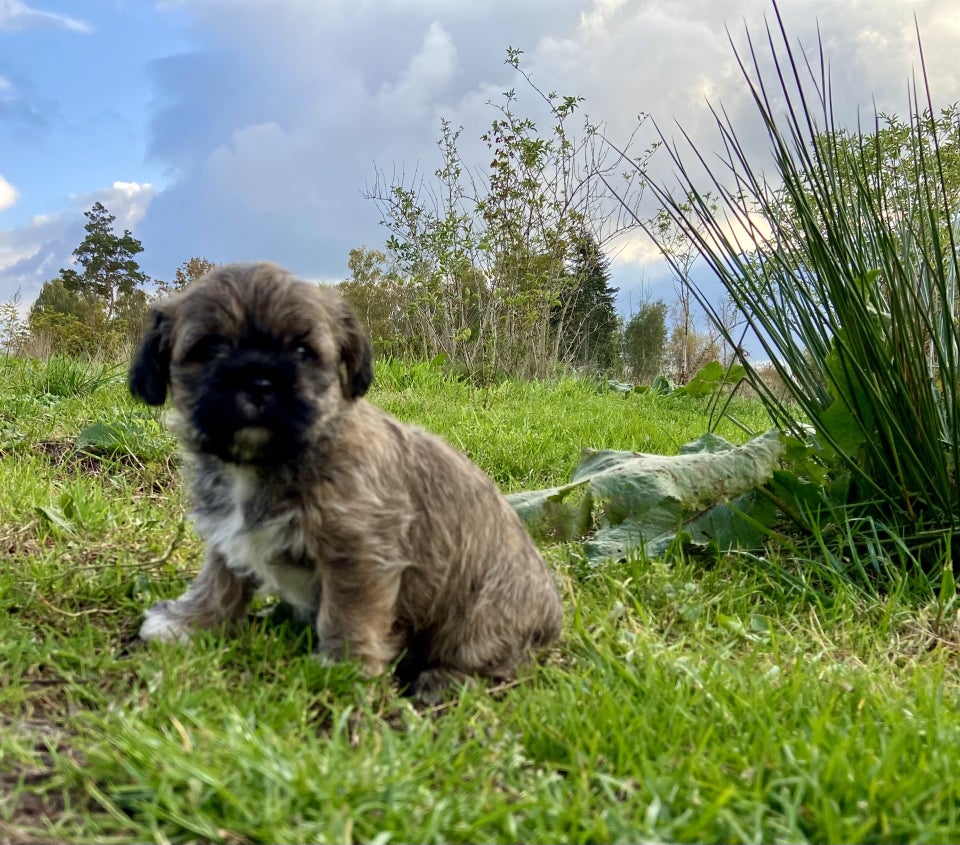 shih tzu / spansk vandhund, hvalpe,