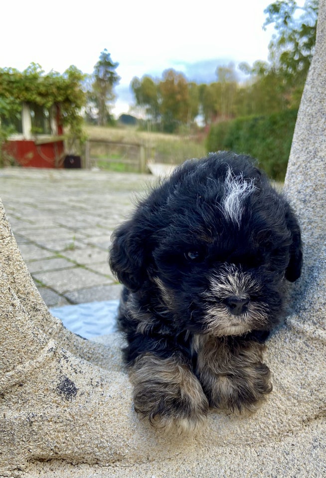 shih tzu / spansk vandhund, hvalpe,