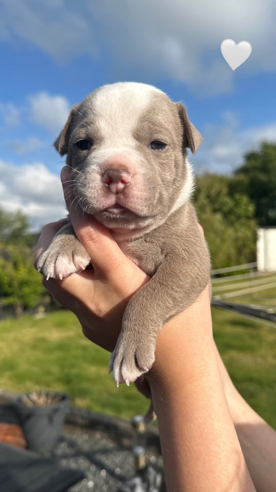 Old english bulldog flere hvalpe