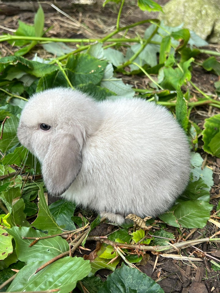 Kanin Minilop 0 år