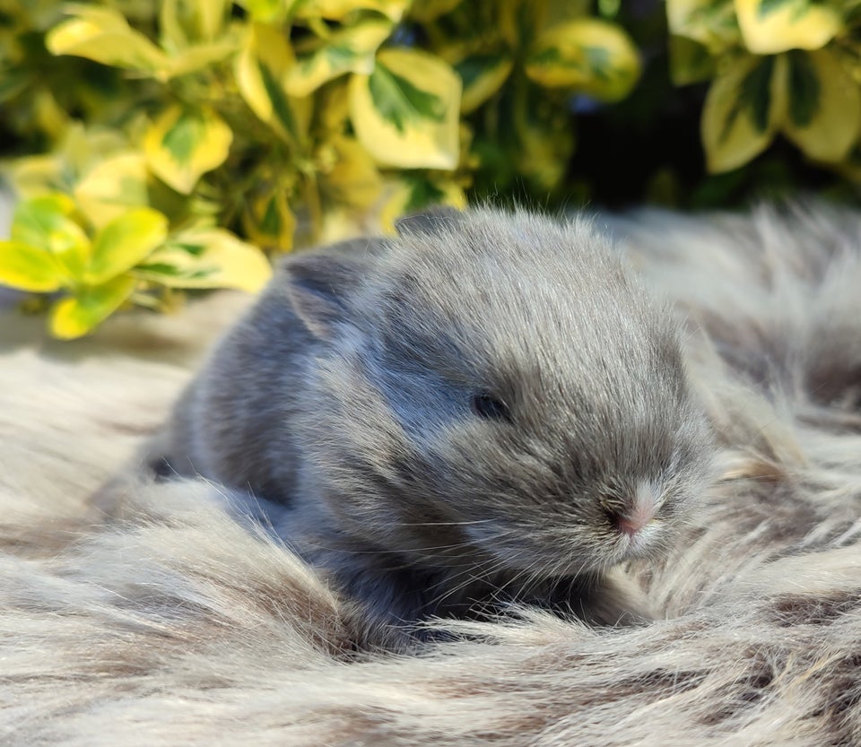 Kanin Minilop mini lop 1 år