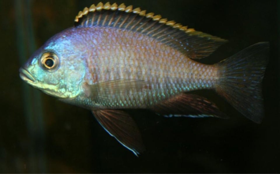 Placidochromis Sp. Blue Otter, 1