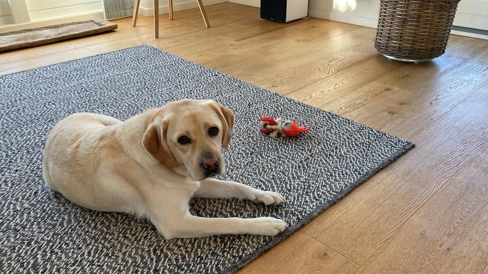 Labrador, tæve, 4 år