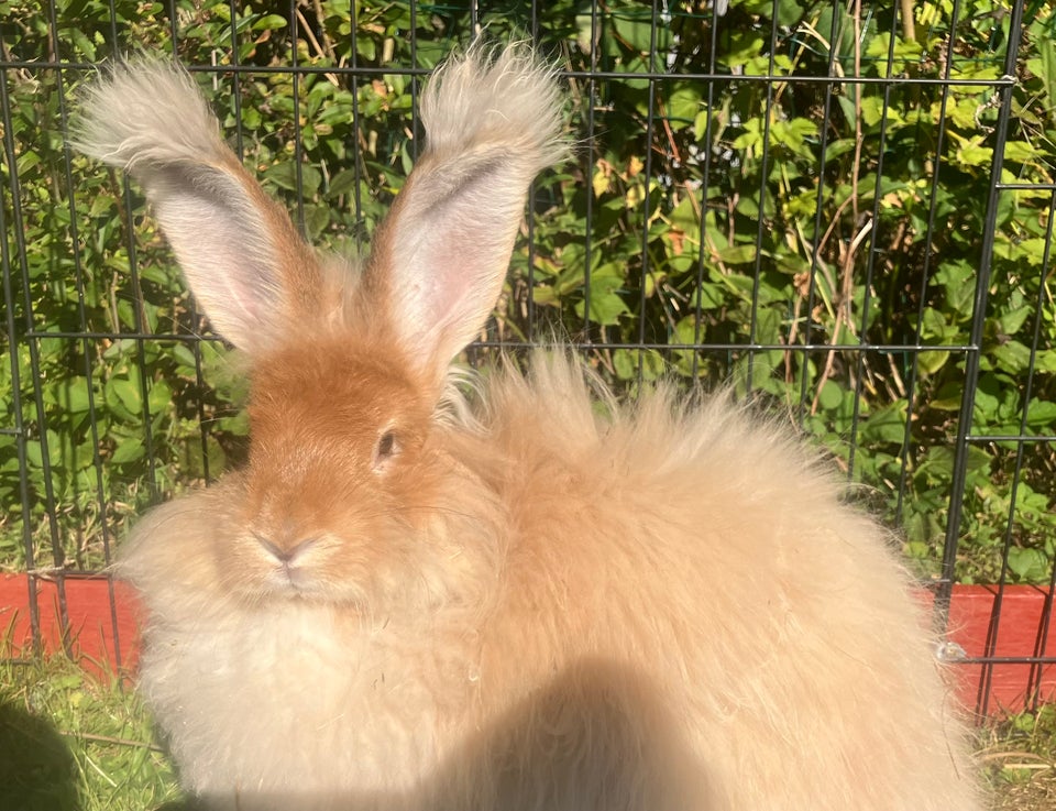 Kanin, Angora, 0 år