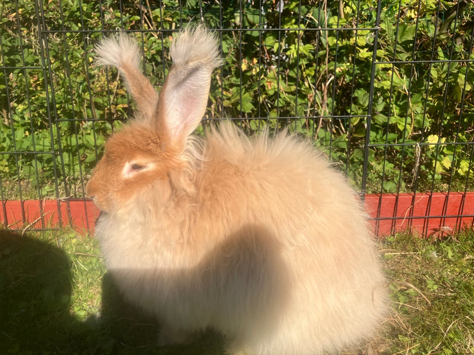 Kanin, Angora, 0 år