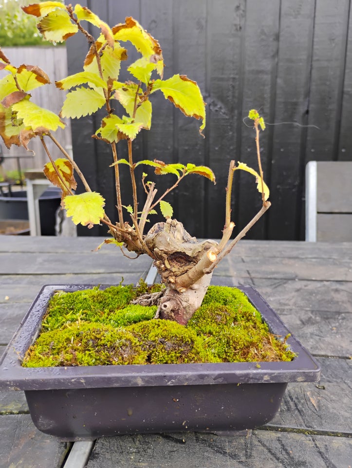 Elm pre bonsai ( yamadori)  Elme